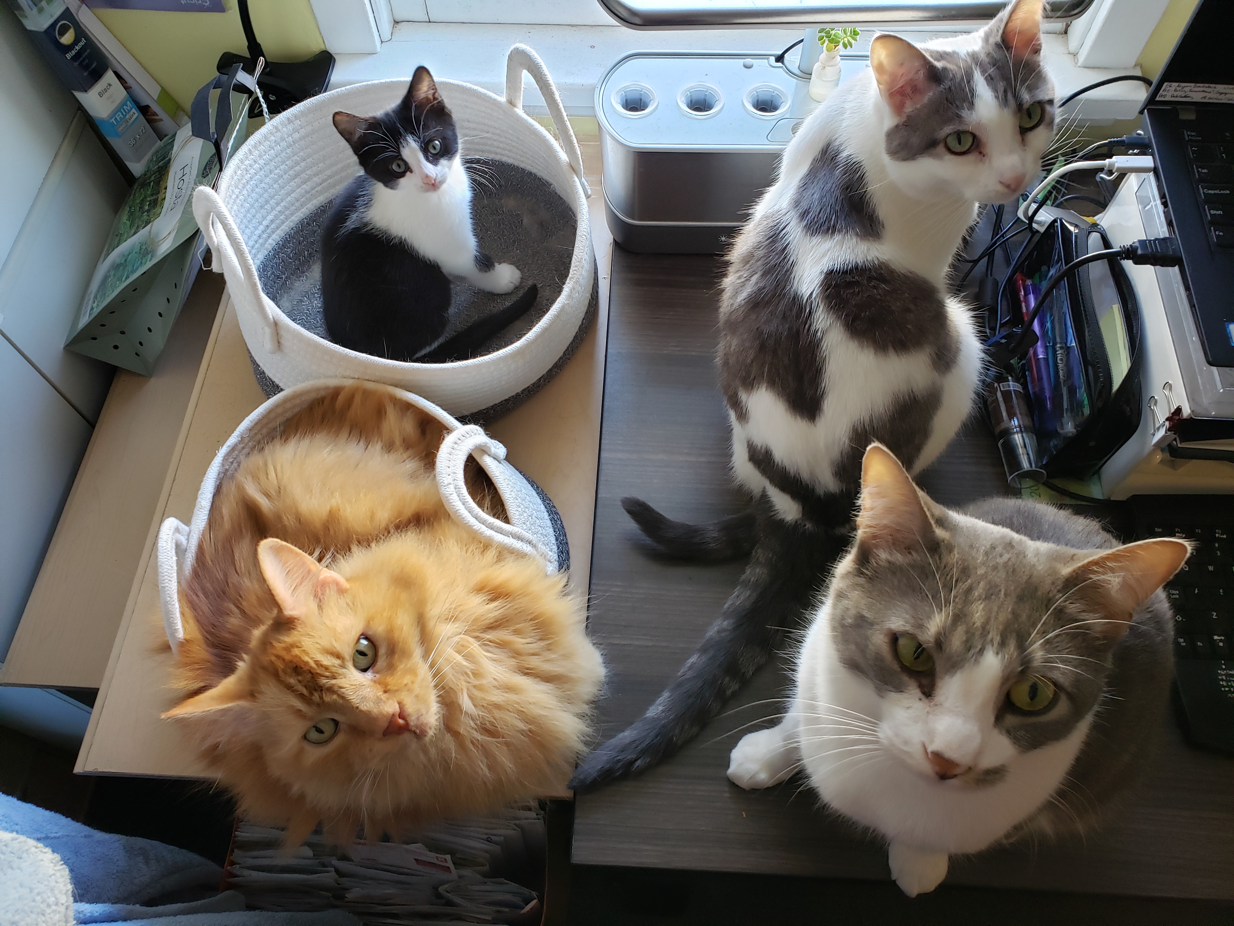 Adonica Sweet — life in the Okanagan